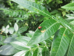 Synolabus nigripes