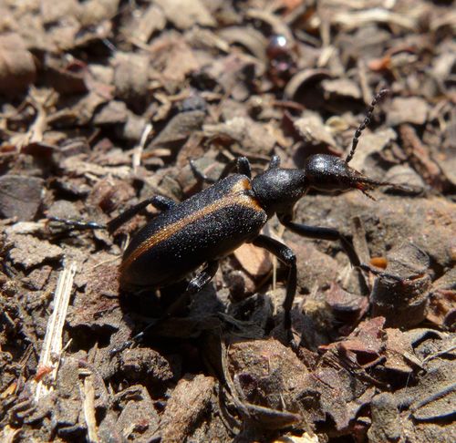 Morphozonitis