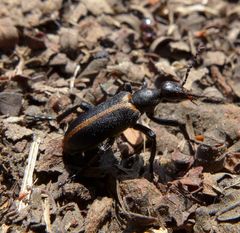 Morphozonitis mashuna