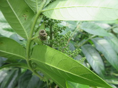 Synolabus nigripes