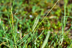 Chloris divaricata cynodontoides