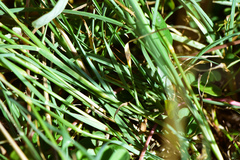 Chloris divaricata cynodontoides