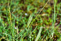 Chloris divaricata cynodontoides