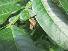 Synolabus nigripes