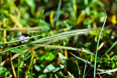 Chloris divaricata cynodontoides
