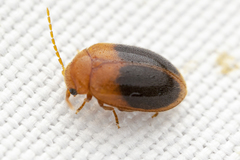 Prionocyphon discoideus