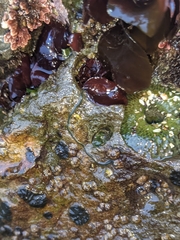 Emplectonema gracile