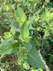 Mirabilis nyctaginea