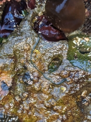 Emplectonema gracile