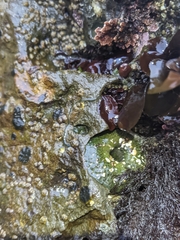 Emplectonema gracile
