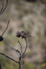 Crithagra leucoptera