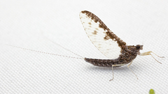 Callibaetis ferrugineus ferrugineus