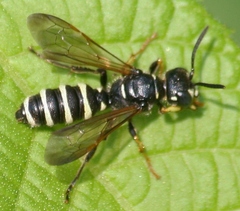 Cerceris nigrescens