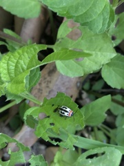 Alagoasa bipunctata familiaris