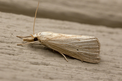 Xubida panalope