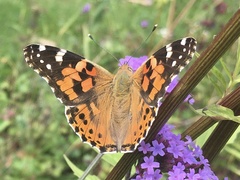 Vanessa cardui