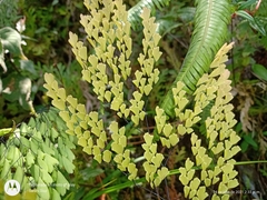 Adiantum andicola