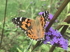Vanessa cardui