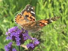 Vanessa cardui