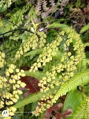 Adiantum andicola