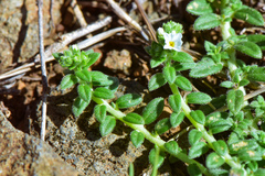 Heliotropium formosanum