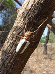 Prosopocera lactator