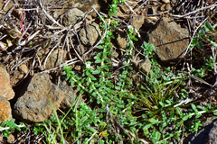 Heliotropium formosanum