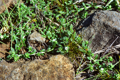 Heliotropium formosanum