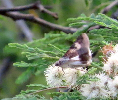 Melipotis acontioides