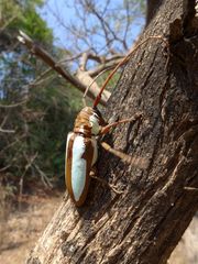 Prosopocera lactator