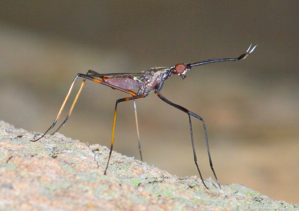 Longina abdominalis