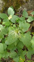 Clematis viticella