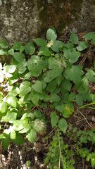 Clematis viticella
