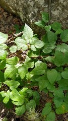 Clematis viticella