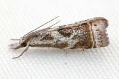 Microcrambus elegans