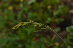Epipactis atrorubens