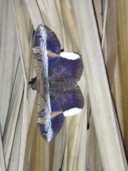 Hemeroblemma mexicana