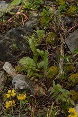 Epipactis atrorubens