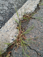 Eragrostis amurensis