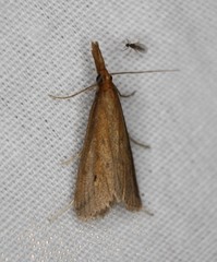 Donacaula sordidellus