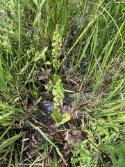 Platanthera flava flava