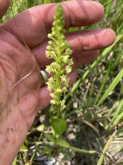Platanthera flava flava