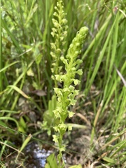 Platanthera flava flava
