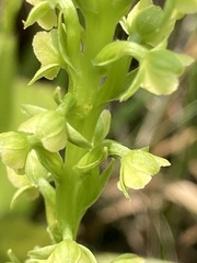 Platanthera flava flava