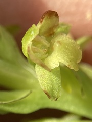 Platanthera flava flava