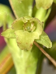 Platanthera flava flava