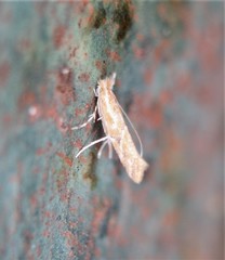 Cremastobombycia solidaginis