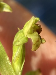 Platanthera flava flava