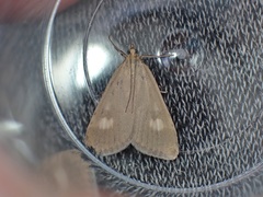 Udea alpinalis