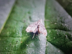 Anthophila fabriciana